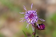Liatris novae-angliae