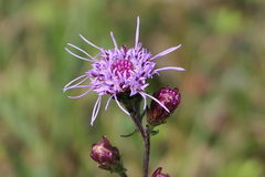 Liatris novae-angliae