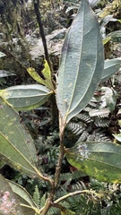 Cinnamomum insularimontanum