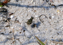 Cicindela repanda repanda
