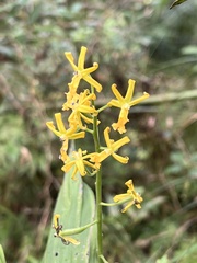 Cephalantheropsis obcordata