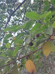 Neolamarckia cadamba