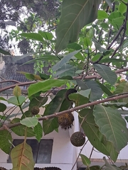 Neolamarckia cadamba