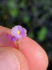 Utricularia resupinata