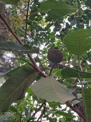 Neolamarckia cadamba