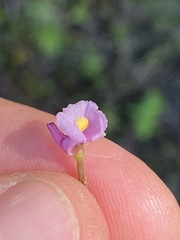 Utricularia resupinata