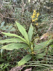 Cephalantheropsis obcordata