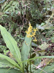 Cephalantheropsis obcordata