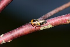 Eurymeloides adspersa