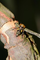 Eurymeloides adspersa