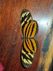 Eueides isabella eva