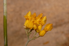 Ehrendorferia chrysantha