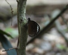 Euploea tulliolus