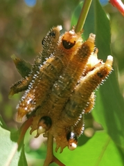 Perga affinis