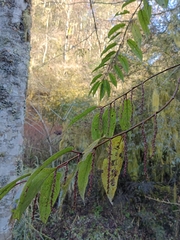 Stachyurus himalaicus