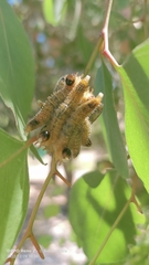 Perga affinis
