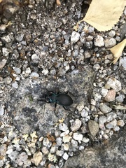 Carabus amplipennis