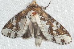 Disphragis