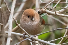 Sinosuthora webbiana