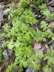 Ellisiophyllum pinnatum