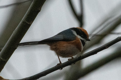 Aegithalos concinnus