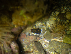 Gnathophyllum panamense