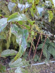 Stachyurus himalaicus