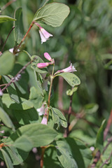 Symphoricarpos rotundifolius