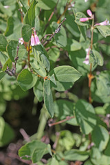 Symphoricarpos rotundifolius