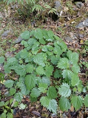 Urtica thunbergiana