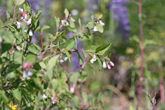 Symphoricarpos rotundifolius