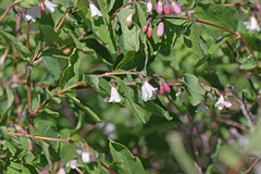 Symphoricarpos rotundifolius