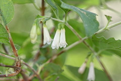 Symphoricarpos rotundifolius