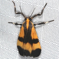 Lycomorphodes