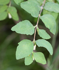 Symphoricarpos rotundifolius