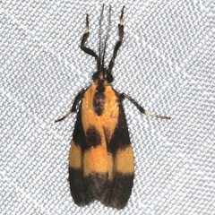 Lycomorphodes