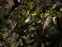 Phylidonyris niger