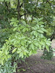 Tabernaemontana donnell-smithii