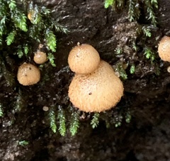 Crepidotus mollis