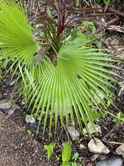 Acoelorraphe wrightii