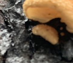 Crepidotus mollis