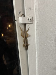 Anolis