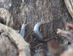 Lepisma