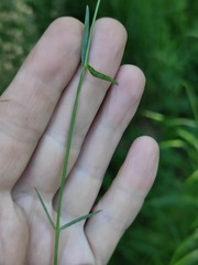 Stellaria palustris
