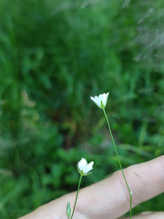 Stellaria palustris