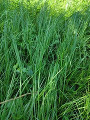 Carex acuta