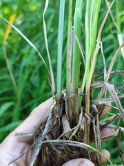 Carex acuta
