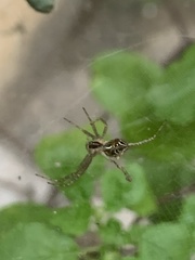 Cyrtophora cicatrosa