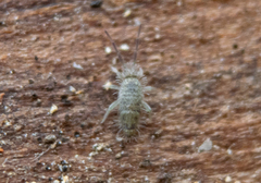 Entomobrya unostrigata