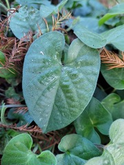Ipomoea biflora